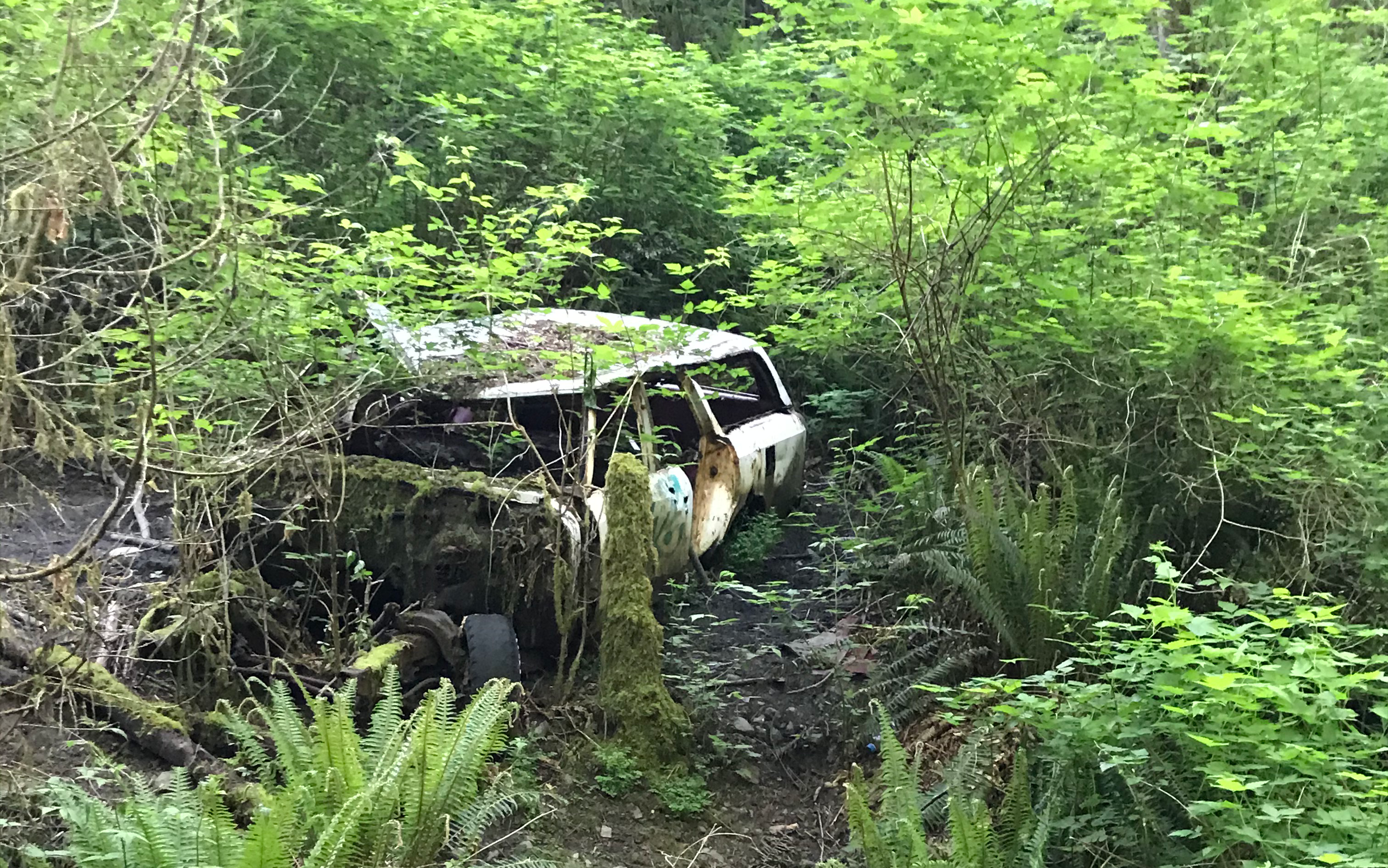 car in woods